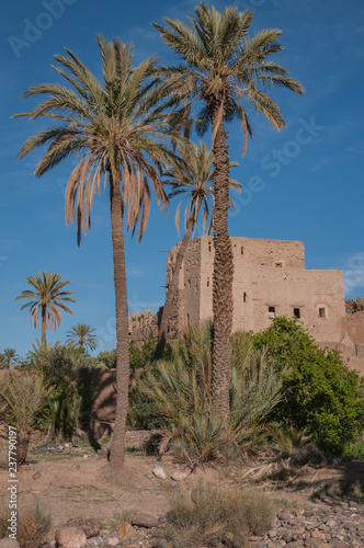 Palm trees tower near a traditional mud brick kasbah under blue skies in Morocco.