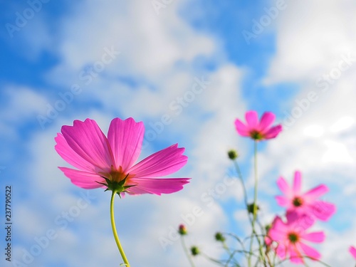 cosmos flower close up over clear sky