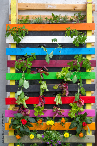 colorful vertical pallet garden with lettuce , herbs and flowers growing