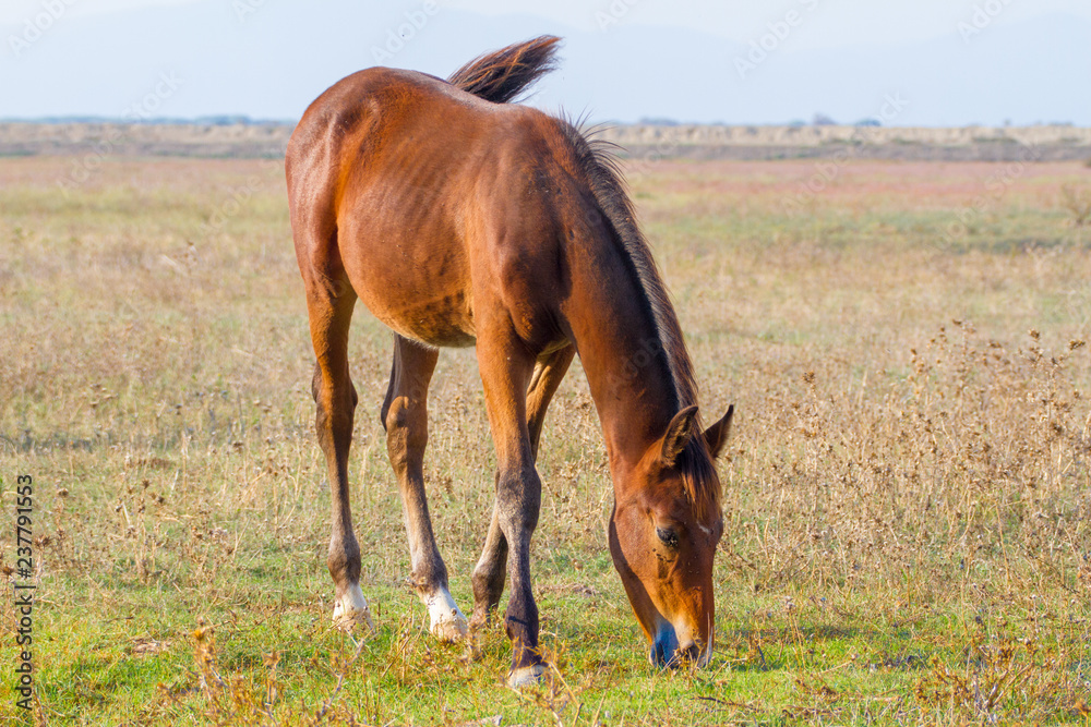 Alberese (Gr), Italy, horse grazing in the Maremma Regional Park Alberese (Gr), Italy, horse grazing in the Maremma Regional Park
