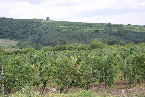 Winnice naWęgrzech latem
