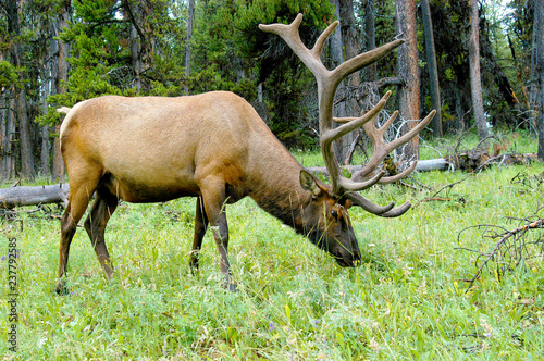 Bull Elk eating grass and showing off his antlers. 