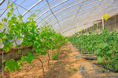 Grape Cuttings in the nutrition bowl photo