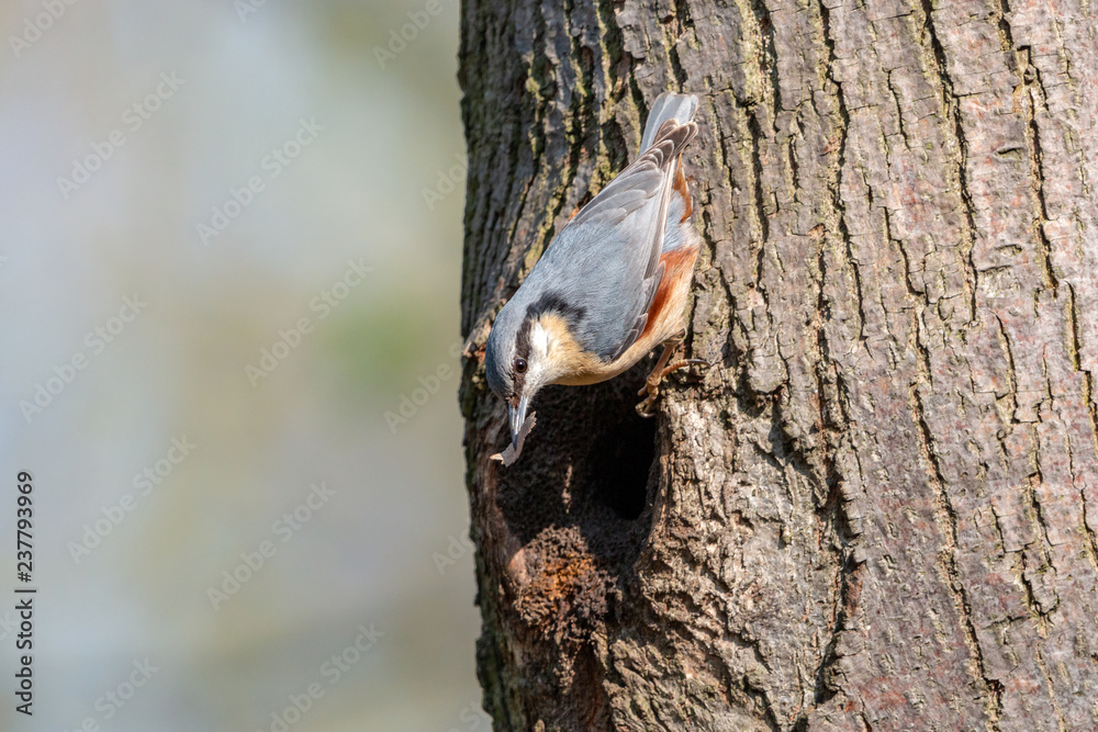 Eurasian nuthatch with bark flake in beak sitting on tree trunk over the nest hole. Male wood nuthatch (Sitta europaea). Little passerine bird with bluish grey upperparts and orange underparts. Eurasian nuthatch with bark flake in beak sitting on tree trunk over the nest hole. Male wood nuthatch (Sitta europaea). Little passerine bird with bluish grey upperparts and orange underparts.