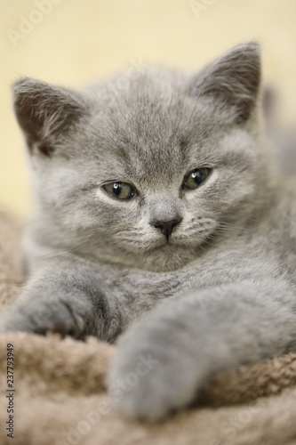 British Blue Kitten