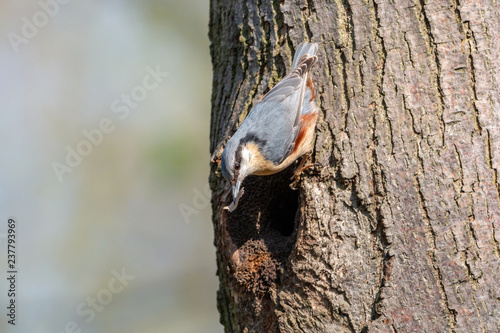 Eurasian nuthatch with bark flake in beak sitting on tree trunk over the nest hole. Male wood nuthatch (Sitta europaea). Little passerine bird with bluish grey upperparts and orange underparts.