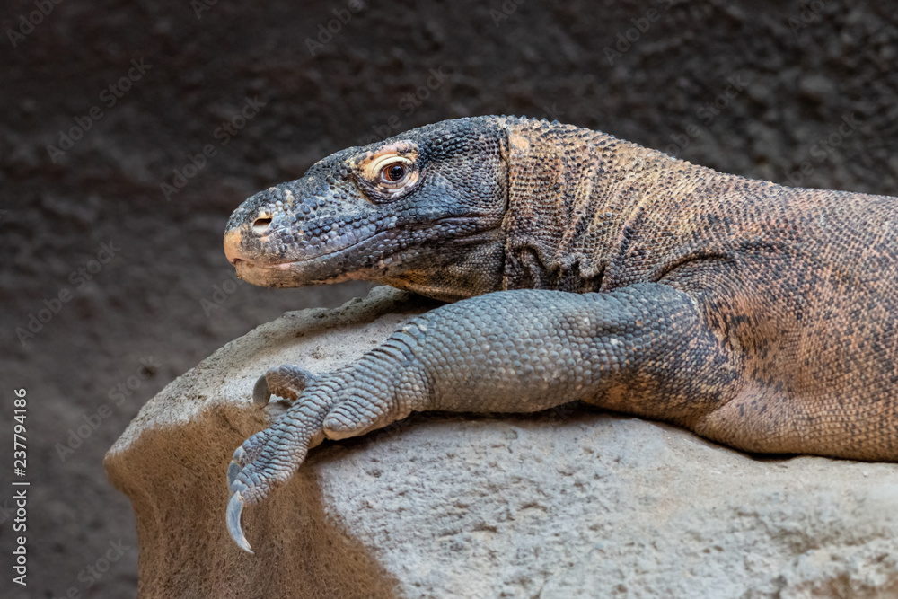 Komodo dragon close-up portrait. Komodo monitor (Varanus komodoensis), the largest lizard, lying on stone. Komodo dragon close-up portrait. Komodo monitor (Varanus komodoensis), the largest lizard, lying on stone.