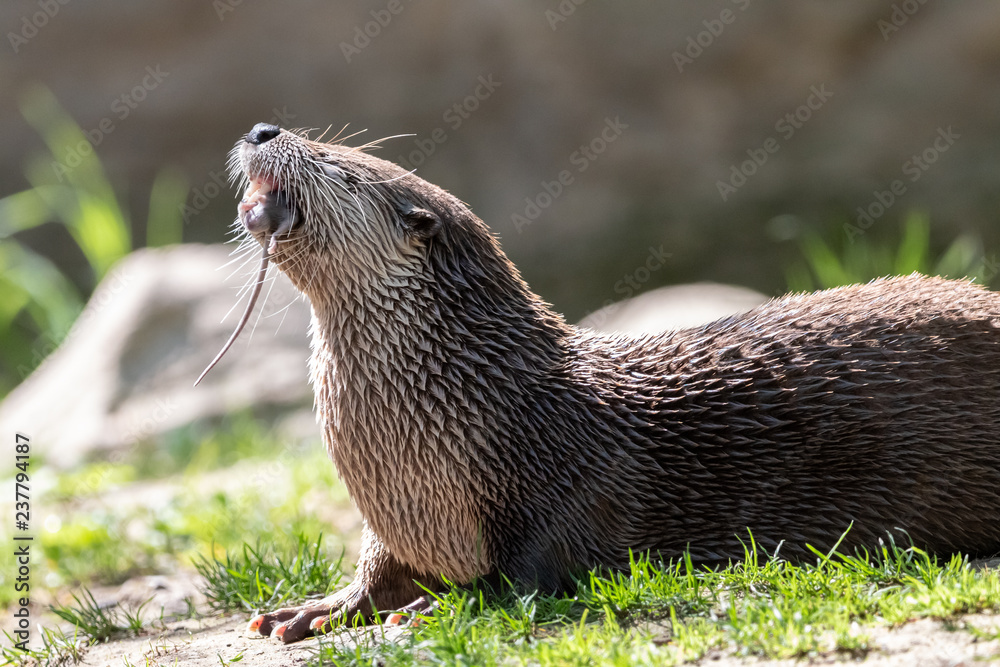 Northern river otter eating grey rat. North American river otter (Lontra canadensis) chewing its prey. Mouse tail hanging out of otter's mouth. Northern river otter eating grey rat. North American river otter (Lontra canadensis) chewing its prey. Mouse tail hanging out of otter's mouth.