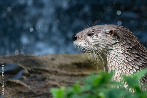 North American river otter profile portrait. Wet Northern river otter (Lontra canadensis) with thick whiskers against blurred waterfall.