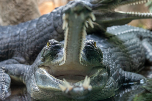 Close-up portrait of gharial with open mouth. Gavial  Gavialis gangeticus  lying with another fish-eating crocodile on his back.