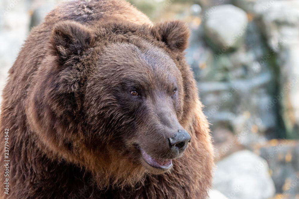 Close-up portrait of huge furry brown bear. Kamchatka brown bear (Ursus arctos beringianus) with open mouth with small fly on a muzzle.