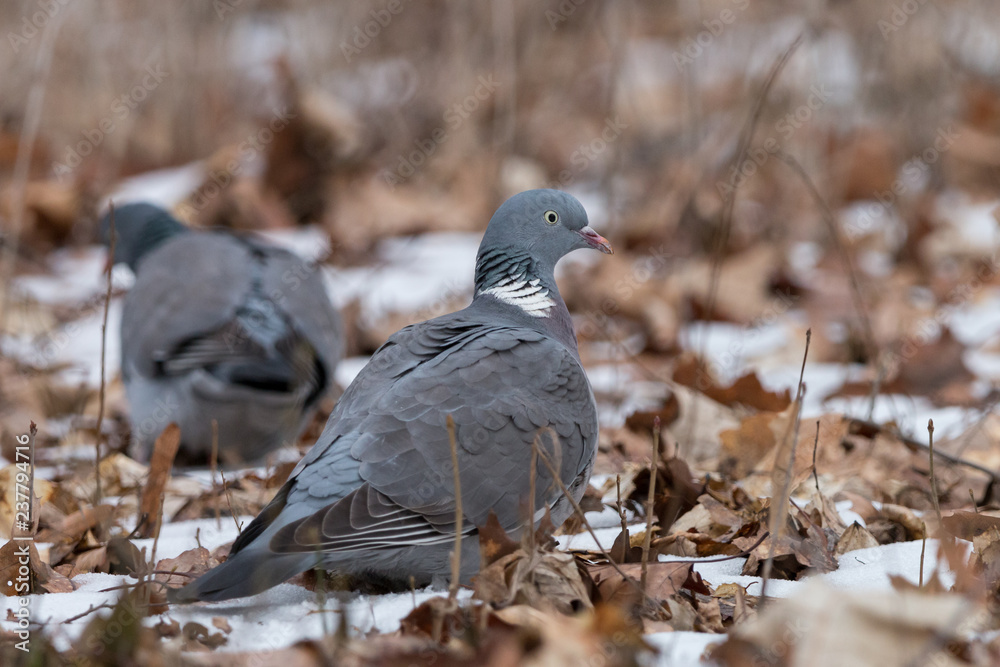 Obraz premium Wood pigeons looking for food among snow and fallen leaves. Common wood pigeon (Columba palumbus) sitting on the ground. Big grey dove with pinkish breast, pink beak and with white on neck and wings.