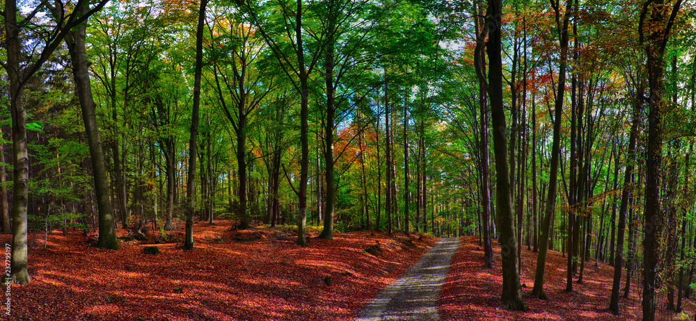 Obraz premium Beech trees forest/woodland with gravel road at autumn afternoon daylight