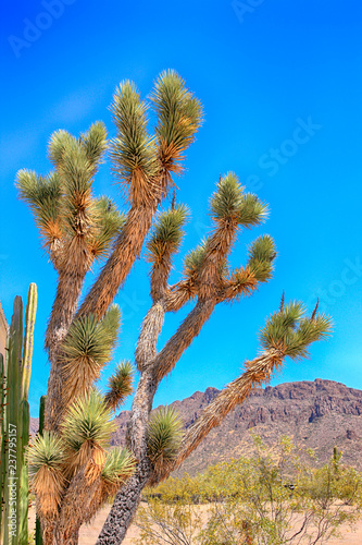 Joshua Tree in the West Tucson Mountain desert of Arizona
