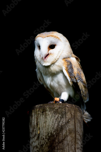 Barn owl photograph in nature in the wild, stunning beautiful picture of a bird owl with white feathers on black dark background