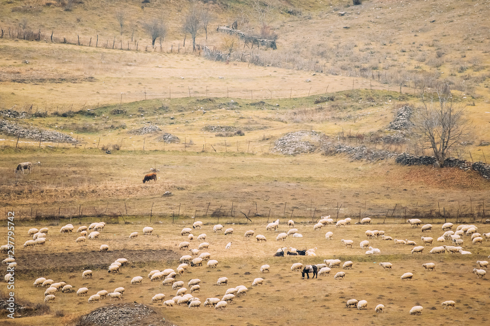 Georgia. Flock Of Sheeps In Mountains Of Georgia. Autumn Pasture Georgia. Flock Of Sheeps In Mountains Of Georgia. Autumn Pasture