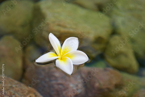 beautiful flowers of sinai close up © Igo_Rys