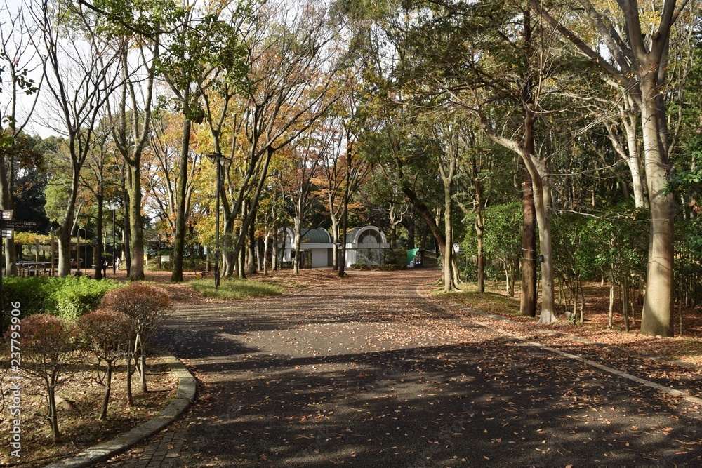 Obraz premium Seasonal background material / Fallen leaves