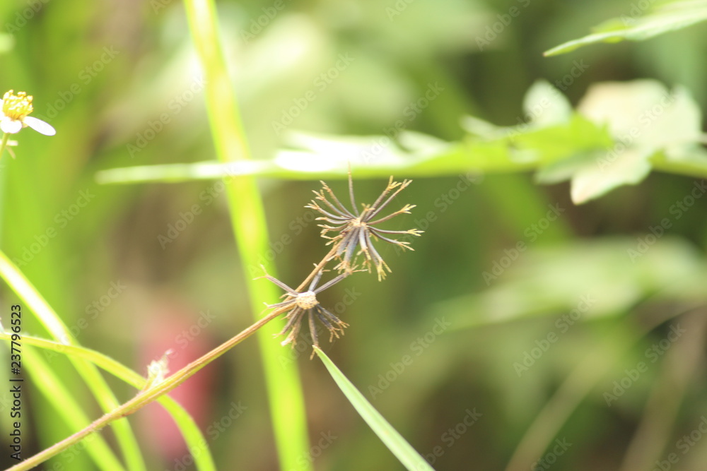 Background Blur Focus Plant Flower Background Blur Focus Plant Flower