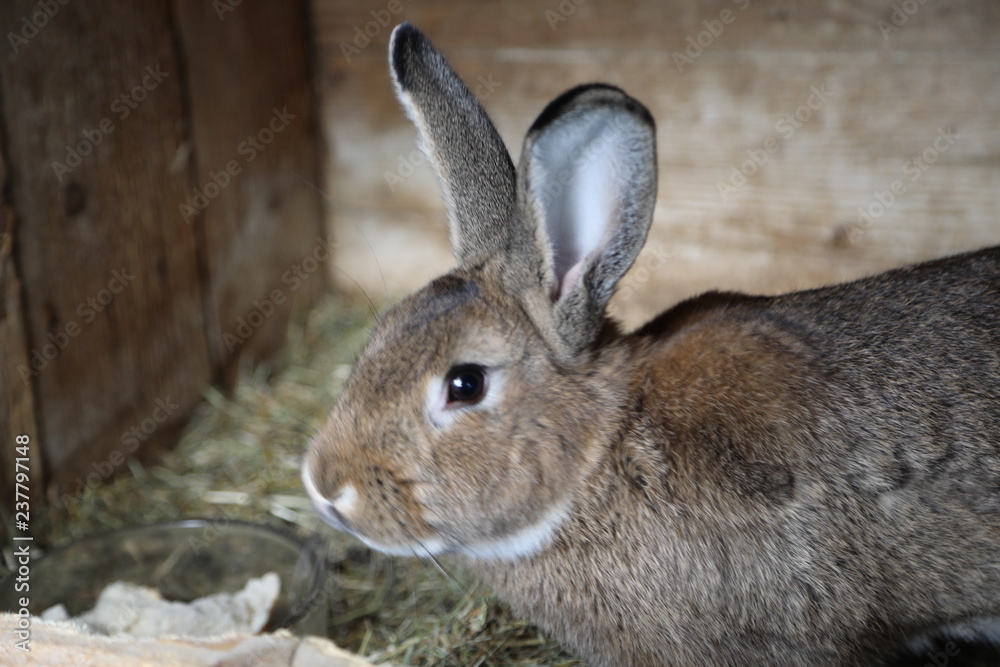 Rabbit Rabbit