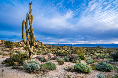 The Sonoran desert landscape in Arizona photo
