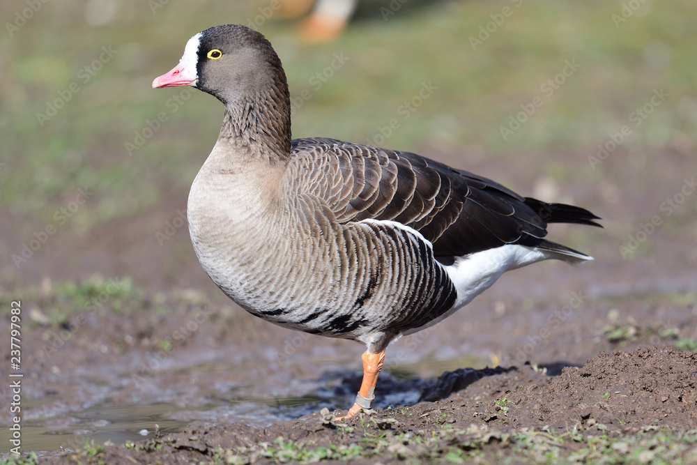 Fotografie Lesser white fronted goose (anser erythropus)