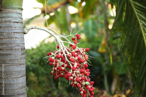 red berries of the sandy palm Bactris for background photo