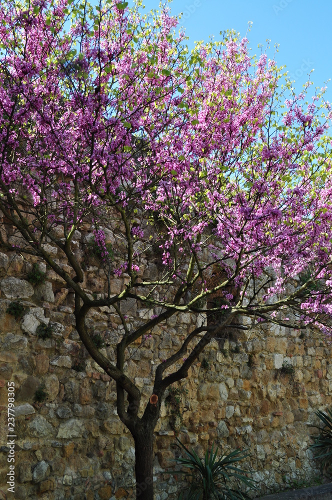 pink flowers in spring pink flowers in spring