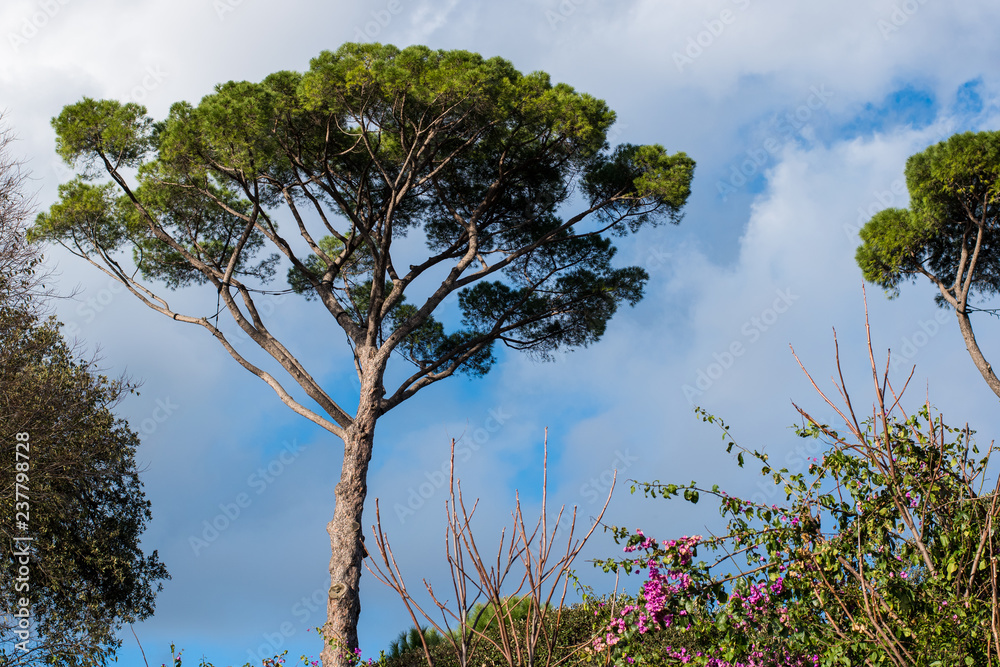 Obraz premium The Pines Of Rome, Also known As Pinus Pinea and Stone Pines Around Rome Italy at Vaious Times During The Day and Night.