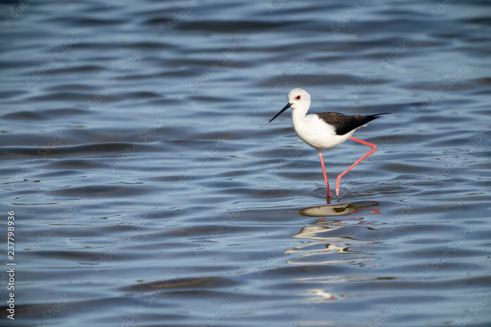 Fototapeta premium black-winged stilt