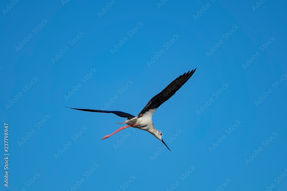 Obraz premium black-winged stilt