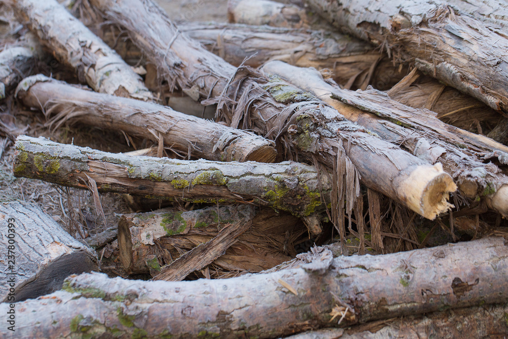 Frost-covered logs, Stockpiled logs after deforestation Frost-covered logs, Stockpiled logs after deforestation