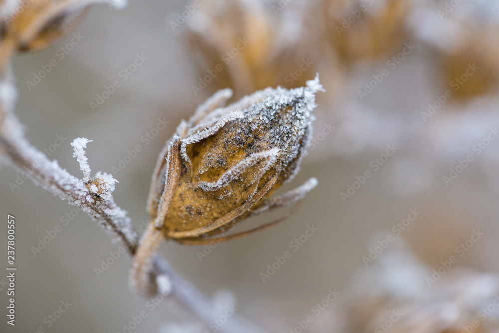 Obraz premium Frozen branches of viburnum