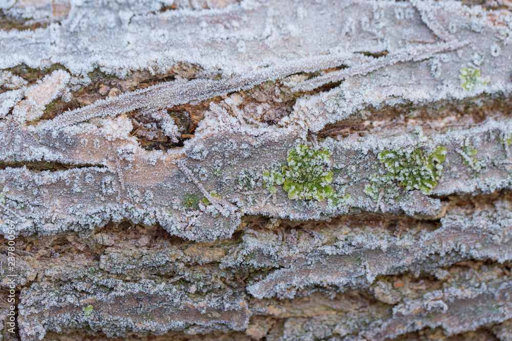 Fototapeta premium Frost-covered logs, Stockpiled logs after deforestation