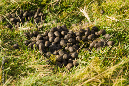 Sheep droppings in a rural field it can spread intestinal parasites and viruses to humans and other animals photo