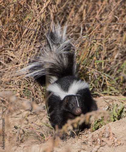 Fluffy young skunk