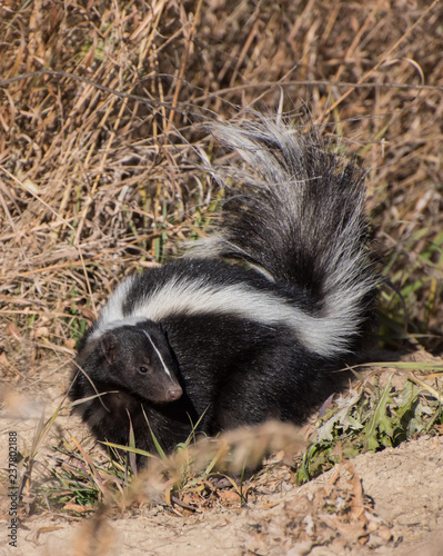 Fluffy young skunk photo