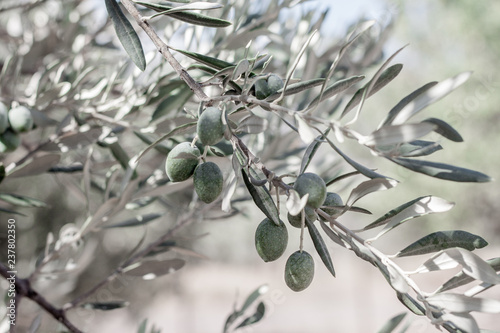 olive tree branch with young olives 