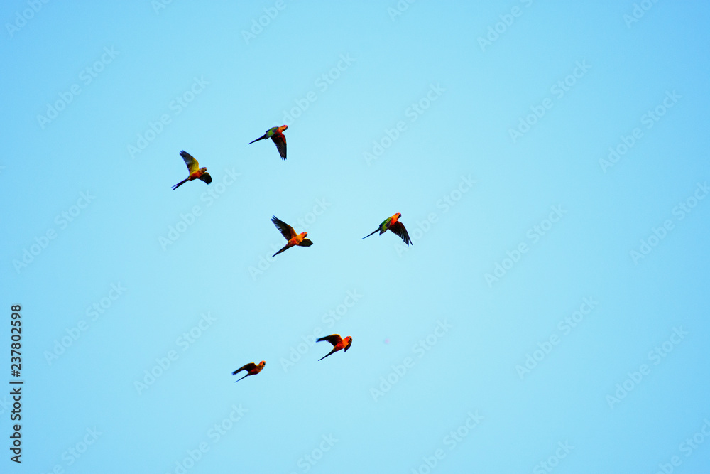 Macaw group and Sun Flock of flying  in the Nature white  Background