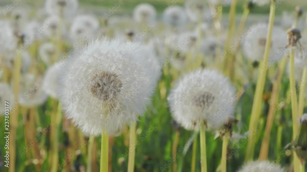 A Lot of Fluffy white dandelions. Glade of dandelions close up A Lot of Fluffy white dandelions. Glade of dandelions close up
