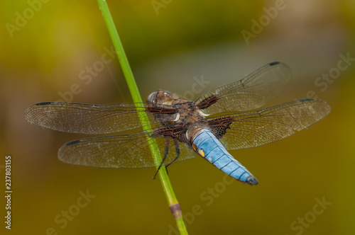 dragonfly on a blade of grass © wuiffiuw