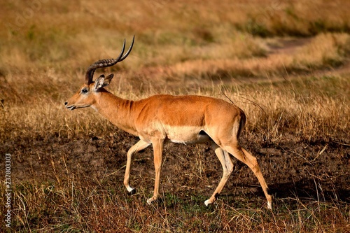 antilope in der serengeti