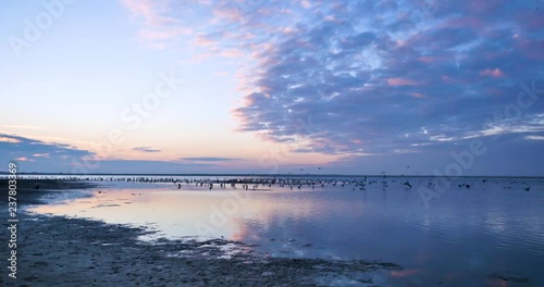 Sea birds take to the sky, flying in the last rays of sunlight. Bold blue and pink clouds watch them from above. Beach in The Hague, the Netherlands. photo