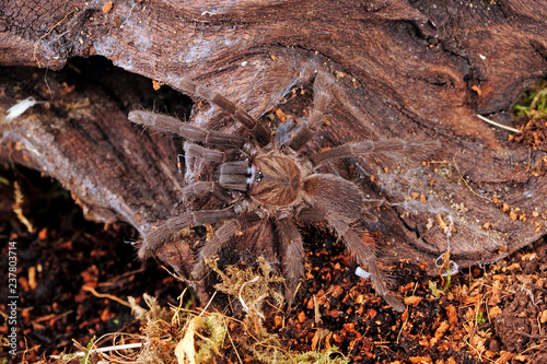 weibliche Vogelspinne von den Phillipinen (Orphnaecus sp. Cebu) - tarantula female photo