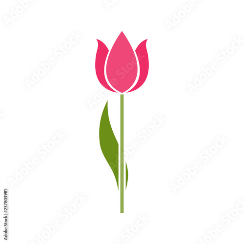 Pink tulip flower