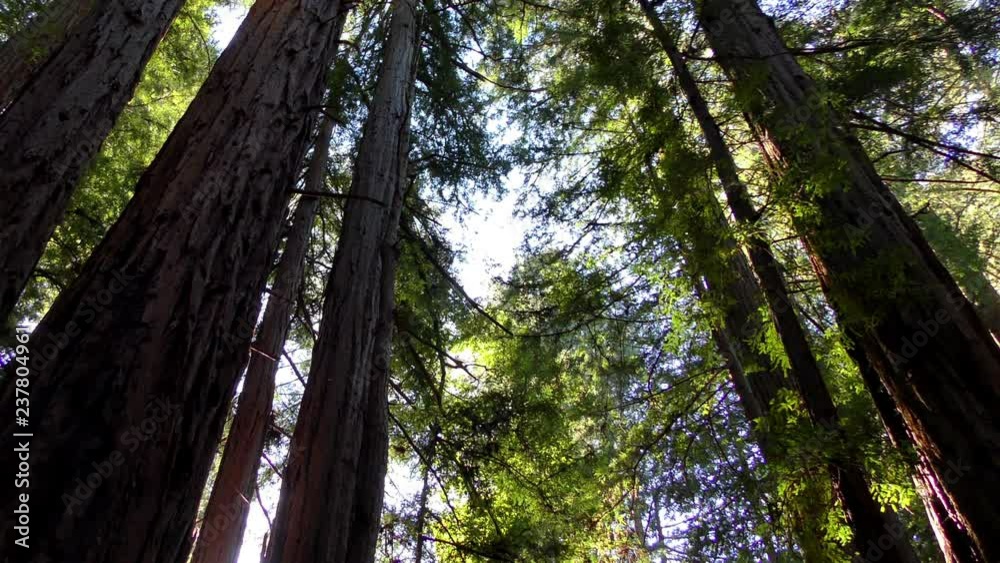 Trees in the Henry Cowell State Park, California, USA Trees in the Henry Cowell State Park, California, USA