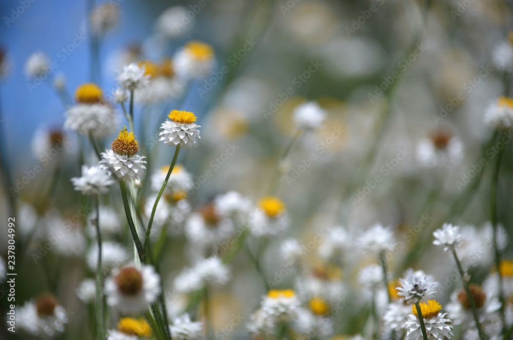 Fresh summer floral background of White and gold Winged Everlasting Daisies, Ammobium alatum, family Asteraceae, against a blue sky. Native to eastern Australia