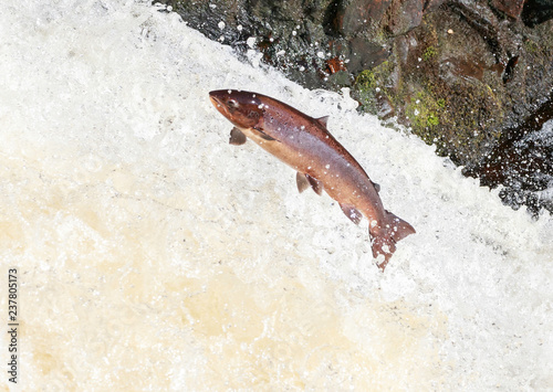 Large Atlantic salmon leaping up the waterfall on their way migration route to their spawning grounds