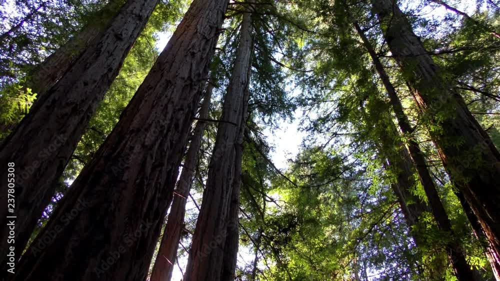Trees in the Henry Cowell State Park, California, USA Trees in the Henry Cowell State Park, California, USA