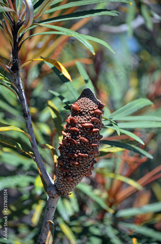 Australian native Hinchinbrook banksia, Banksia plagiocarpa, family Proteaceae. Endemic to Hinchinbrook Island and adjacent mainland north Queensland. Produces blue grey to mauve flowers photo
